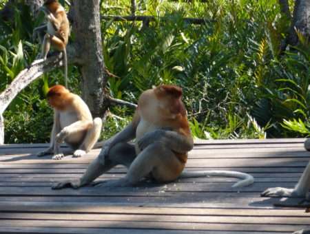 Sepilok – wreszcie prawdziwe małpeczki