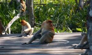 Sepilok – wreszcie prawdziwe małpeczki